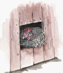 hen-label-001
