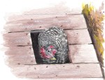 hen-label-002
